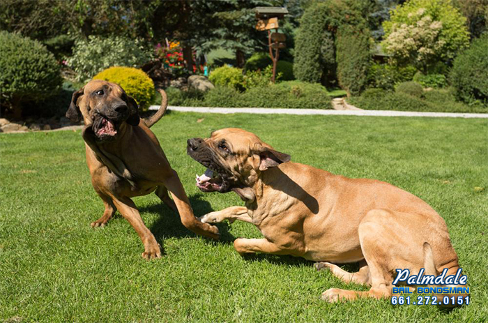 The Penalties of Dog Fighting in California